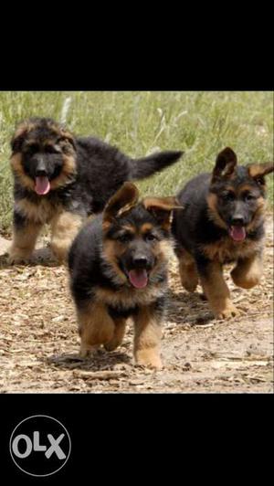Black And Tan German Shepherd Puppies