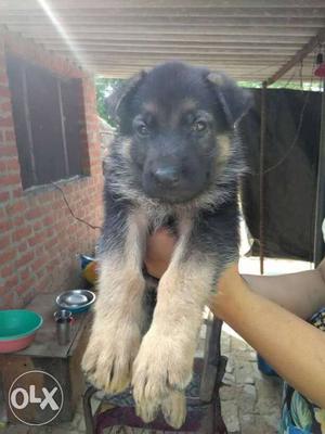 Black And Tan German Shepherd Puppy female 55 days for sell