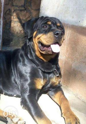 Black And Tan Rottweiler