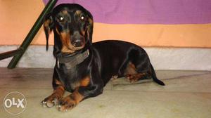 Black And Tan female Dachshund age 14 months, very active,