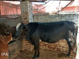 Black Cow In Bhilai