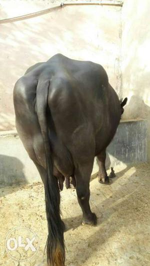 Black Cow In Bhondsi
