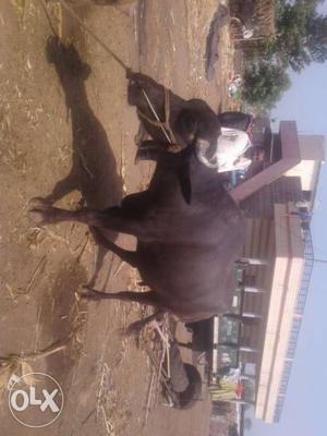 Black Cow In Gokak