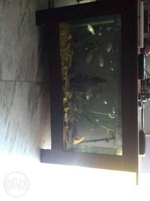 Black Frame Fish Tank\