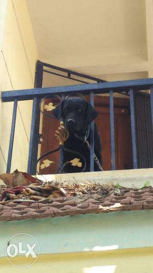 Black Male Labrador for mating