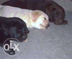 Black, Yellow And Chocolate Labrador Retriever Puppies