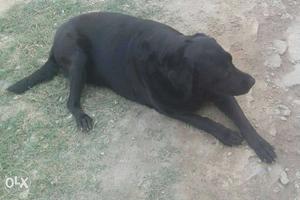 Black labrador for sale