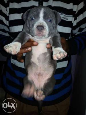 Blue And White Short Coated Puppy
