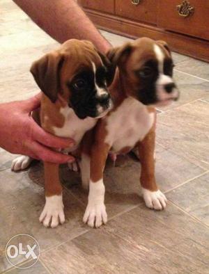 Boxer puppies For sale!