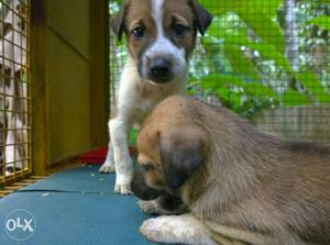 Brown And White Short Coated Nadan Puppies