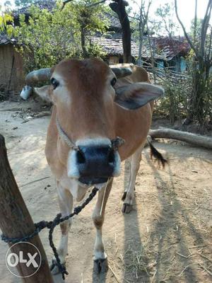 Brown Cow In Gondiya