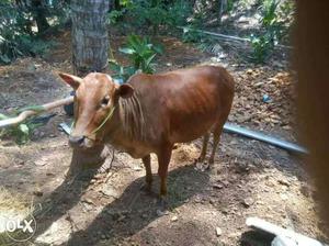Brown Cow In Nedumangad
