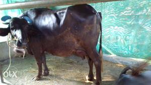 Brown Cow In Palakkad