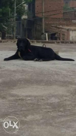 Charcoal Labrador Retriever