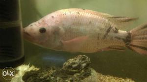 Chiclate fish pink colour 11" size