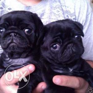 Cute 2 black female pugs puppies 100% pure breed