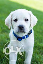 Cute Labrador male puppy available white colour