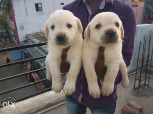 Cute lab puppies available