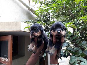 Cute rott puppies available in Bangalore very