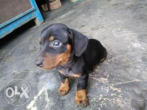 Cute top quality Dachshund puppy Sale