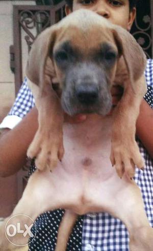 Dan only2male good quality 45 days in ambala 6kg