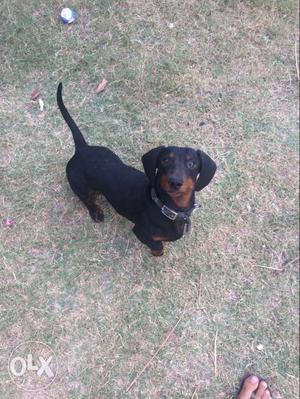 Dashund 6 months very active namely ostan