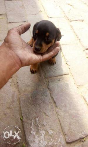Deshund puppy for sale mother win many prizes