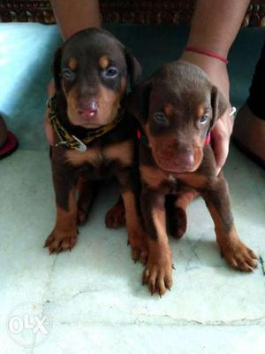 Dobberman puppy for sale male and female