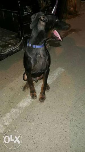 Doberman male puppy..only 5 month dog..