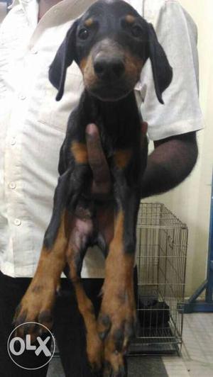 Doberman male pups for sale in low price