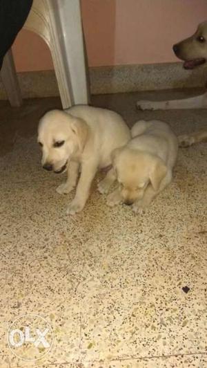 Dog Labrador dog urgent sale