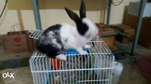 Dutch breed rabbit for sale urgent..tranfering..