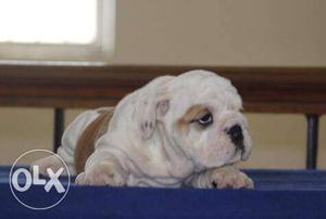 English Bulldog Female on Sale for Show homes. Contact: