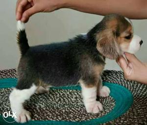 Excellent Quality Certified Beagle Male Puppy Available.