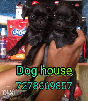Excellent quality full black pug pups for salll