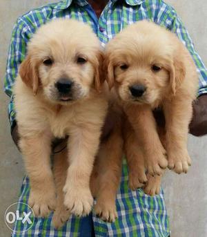 Exotic breed of dog golden retriever puppy