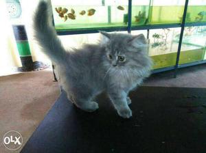 Female cat available
