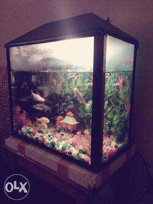 Fish Aquarum in brand new condition with 6 fishes