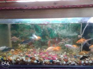 Fish Tank with Motor, Filter, Top Cover, Colour Stones and