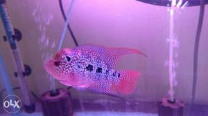 Flowerhorn fish at low price