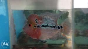 Flowerhorn for sell.very active and agrsive.with