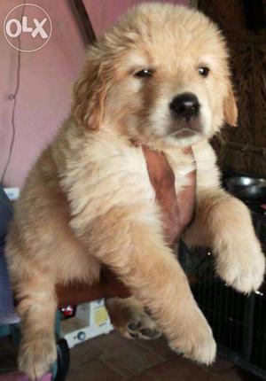 Friendly Breeds of Golden Retriever puppies for sales