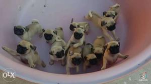 Fully wrinkles pug puppy n many more all breeds available