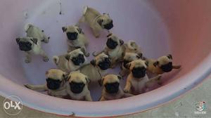 Funny breed pug puppies n other all. Breeds available