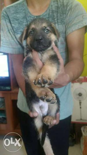 GSD male female puppy available in pune