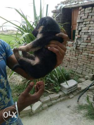 Garman sf female pup for sale 30 din dy ho gya va