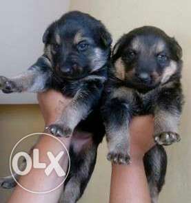 German Shepherd Double Coated Puppies