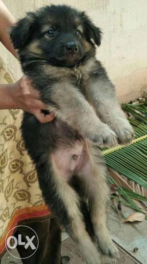 German Shepherd Puppies heavy size