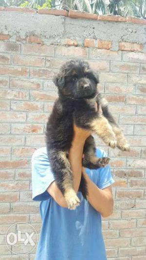 German Shepherd so quality puppy 1 hap months