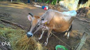 Gersy Cow for sale..9 month Pregnant